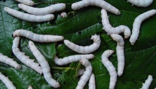 桑蚕的卵是什么样的图片