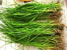 哪位好人能告诉我牛更草图片，最好能看到花穗是什么样图片，人一生平安！