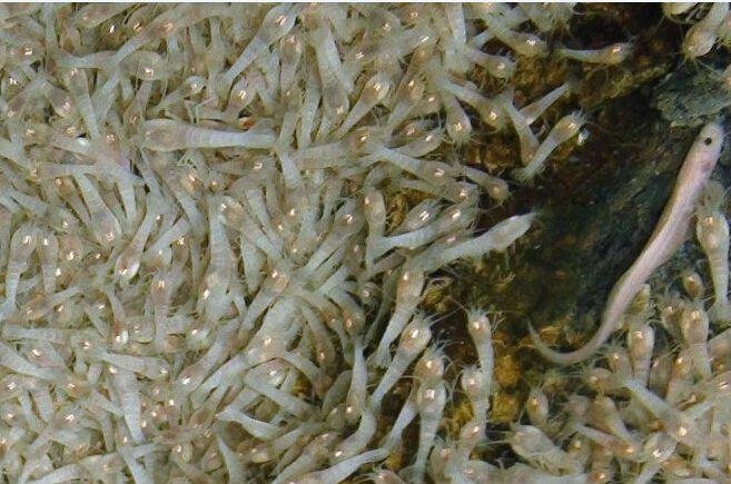 地球上生命力最顽强的5种生物中，生活在人类身边是哪个？