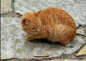 “吸猫”成瘾不能自拔,为什么“吸猫”会上瘾?