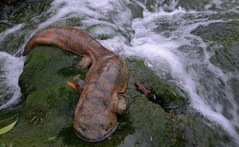 娃娃鱼的生活习性