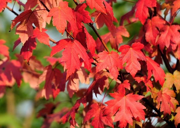 求中国红枫树苗的详细介绍？