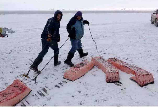 北极恐将面临夏季无冰，北极圈人与动物该如何生存？