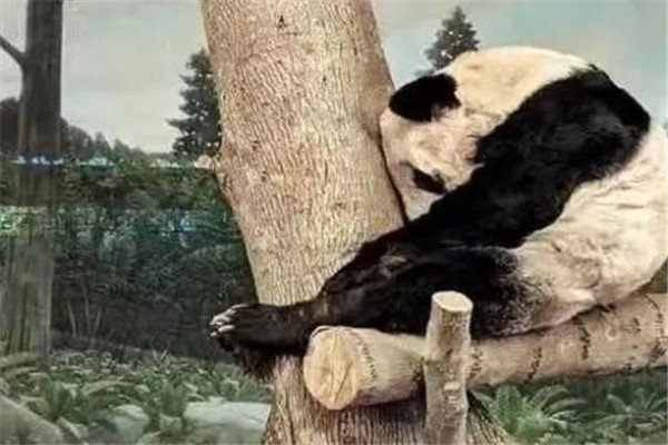 有网友爆料称旅美大熊猫瘦骨嶙峋，官方对此有何回应？