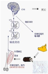 狂犬病如何防范？？？