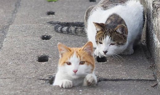 高校大爷训话猫咪：要做有礼貌的猫，你知道这究竟是怎么回事吗？