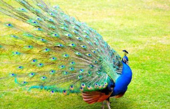 男孩头部遭孔雀偷袭受伤情况如何？