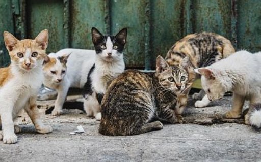 高校大爷训话猫咪：要做有礼貌的猫，你知道这究竟是怎么回事吗？