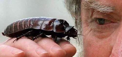 地球上生命力最顽强的5种生物中，生活在人类身边是哪个？