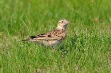 百灵鸟吃什么？