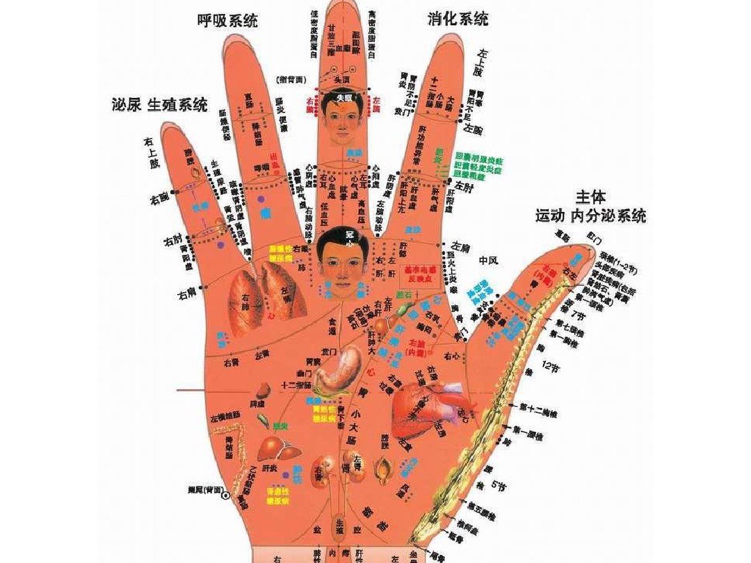 手上六条经络分别是哪几个手指