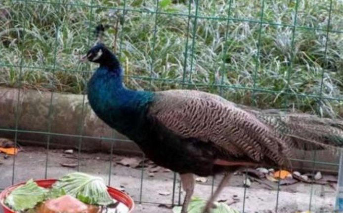 男孩头部遭孔雀偷袭受伤情况如何？