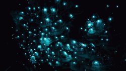 地球上生命力最顽强的5种生物中，生活在人类身边是哪个？