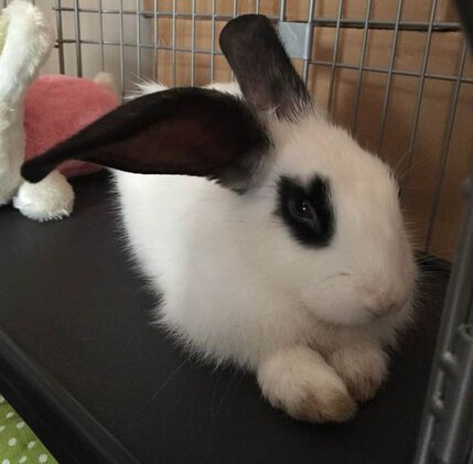 兔子可以长多大？