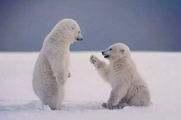 北极恐将面临夏季无冰，北极圈人与动物该如何生存？