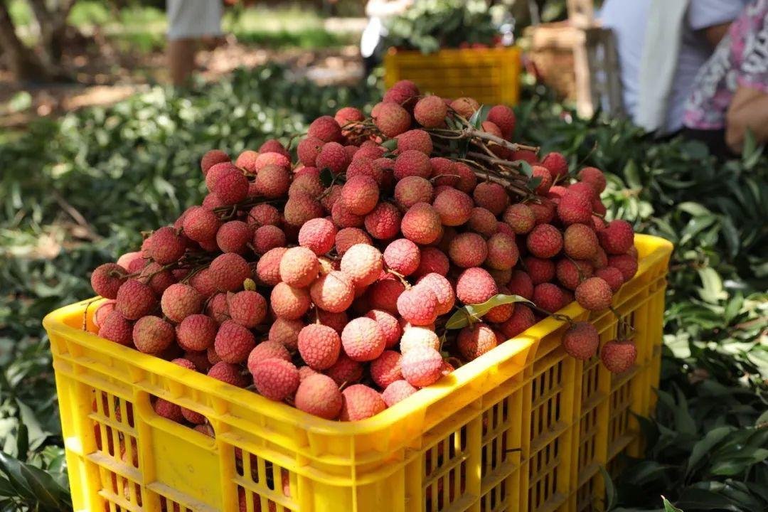 荔枝的价格大跳水，导致荔枝价格下降的原因是什么？