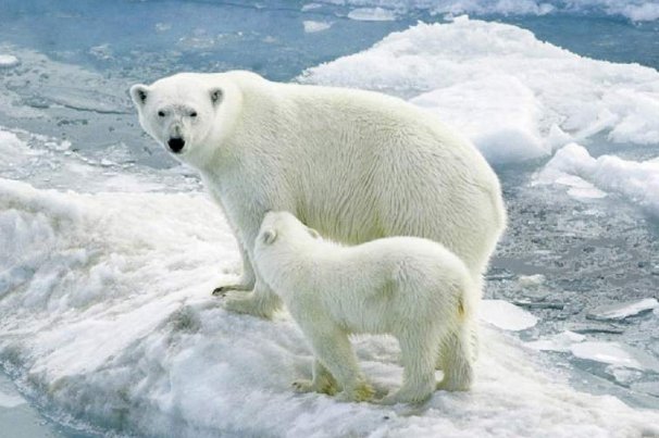 北极恐将面临夏季无冰，北极圈人与动物该如何生存？