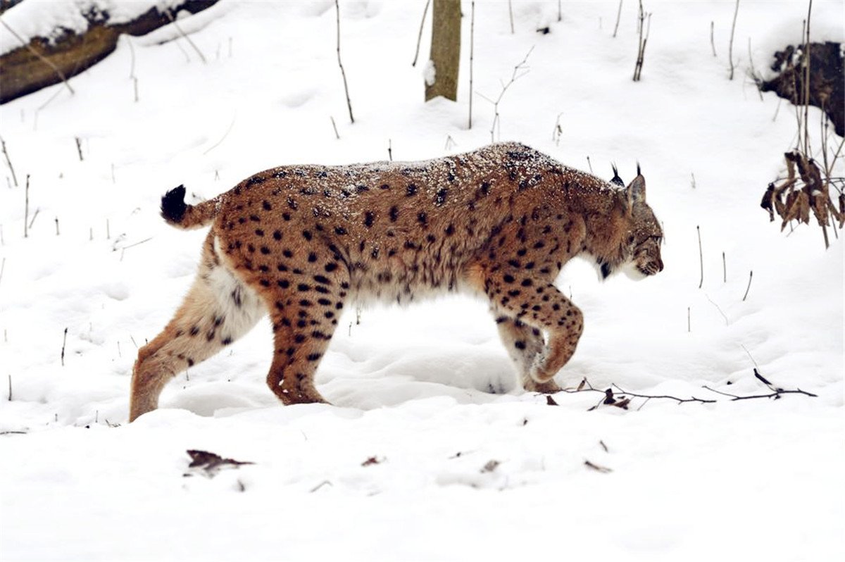 四川甘孜州发现猞猁，你对这种动物了解多少？