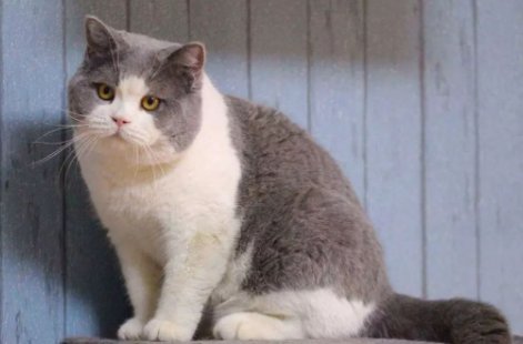 “吸猫”成瘾不能自拔,为什么“吸猫”会上瘾?