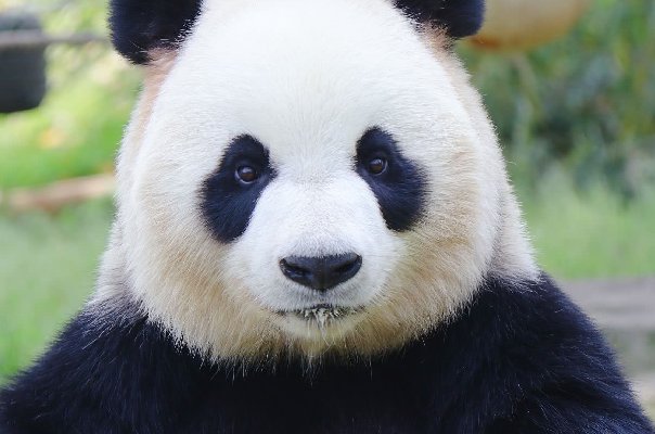 大熊猫“珍珍”、“苏珊”同日诞下双胞胎，它们的繁殖能力如何？