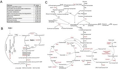 翻译后修饰的介绍