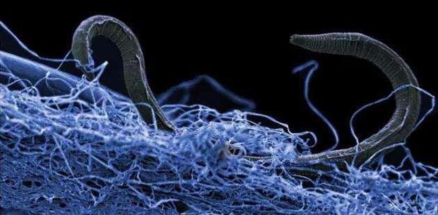 地球上生命力最顽强的5种生物中，生活在人类身边是哪个？