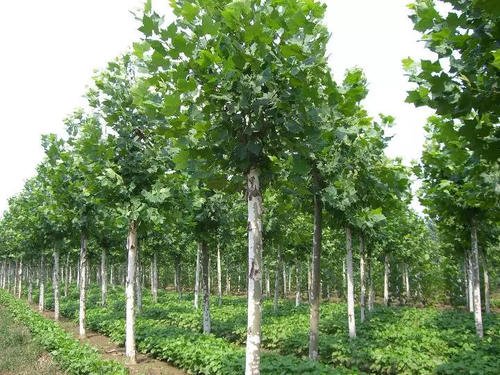 园林绿化树苗品种