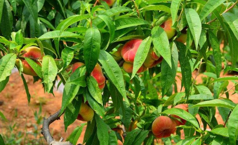 桃子的生长过程