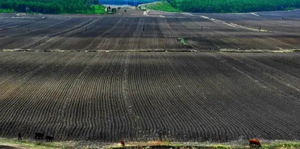 黑土之所以黑是因为土壤中含有充分的腐殖质，哪些地区盛产黑土？