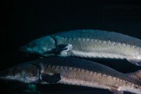 中华鲟是几级保护动物？