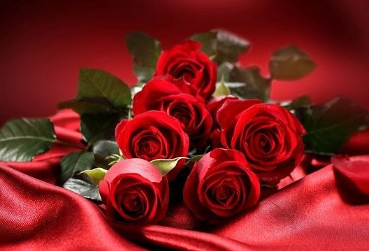 五朵玫瑰代表什么意思
