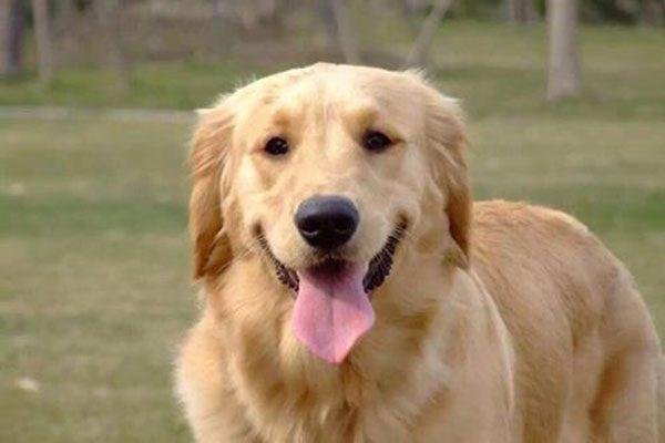 金毛犬靠着电暖气取暖毛被烤焦，如何看待金毛的这种操作？