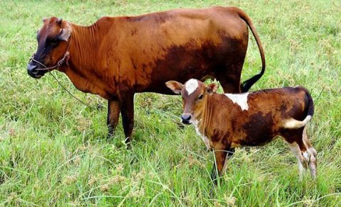 牛的叫声是什么?