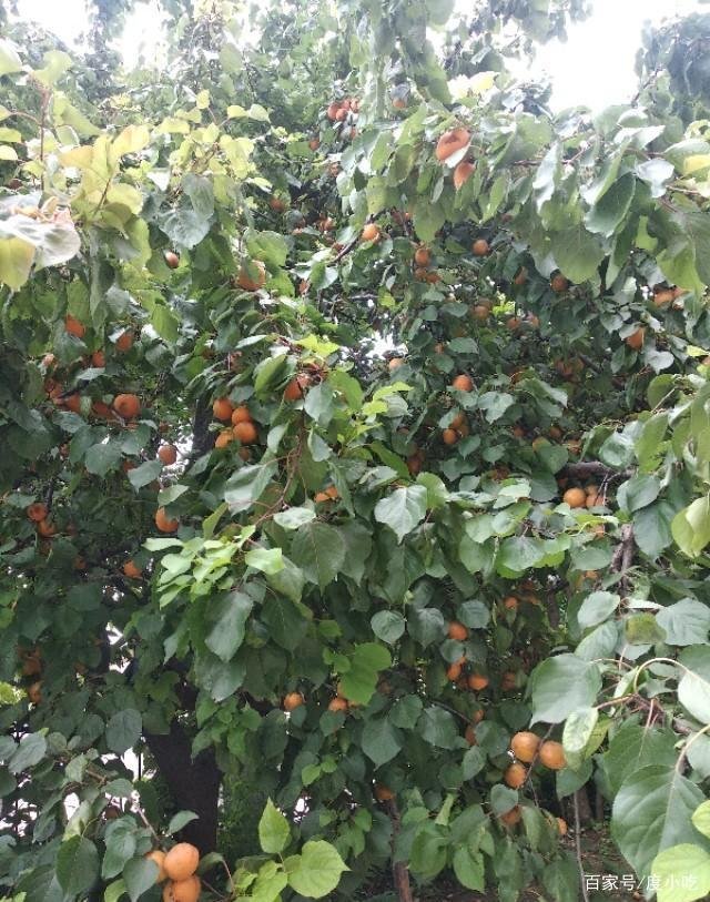 桃养人，杏害人，李子树下埋死人，谁知道这句话的意思？