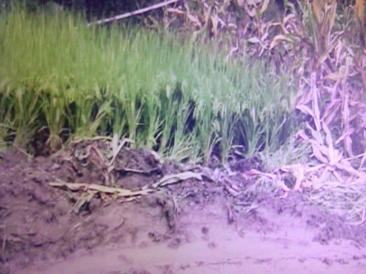 四川省省长信箱