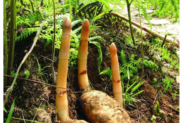 天麻叶子是什么样子的图片