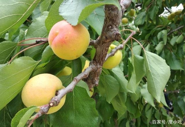 桃养人，杏害人，李子树下埋死人，谁知道这句话的意思？