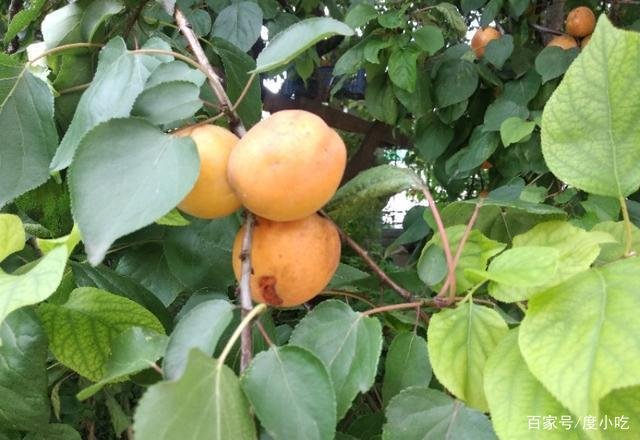 桃养人，杏害人，李子树下埋死人，谁知道这句话的意思？