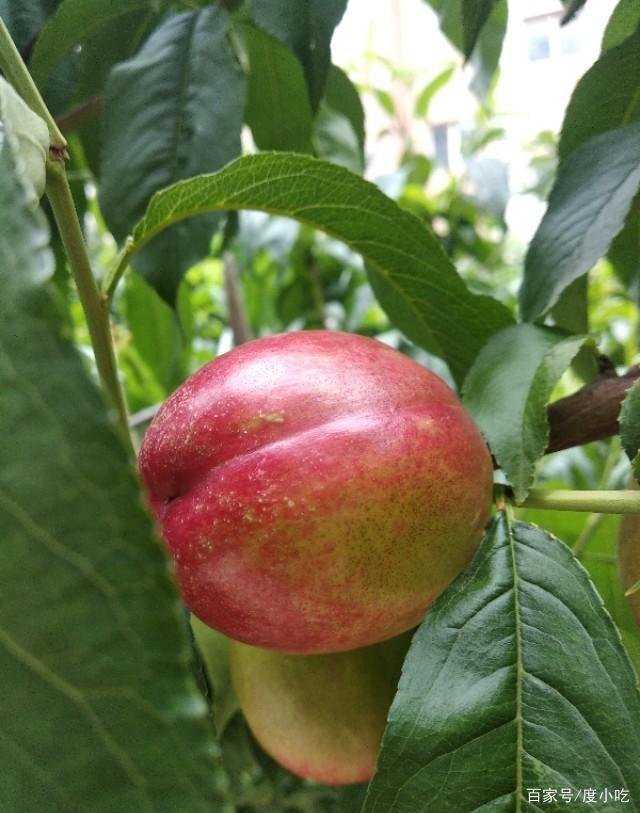 桃养人，杏害人，李子树下埋死人，谁知道这句话的意思？