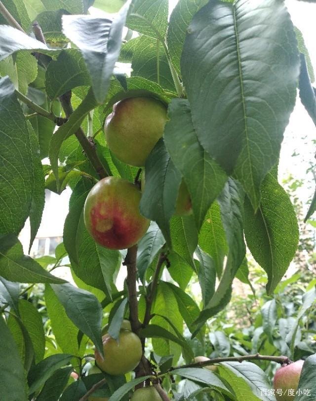 桃养人，杏害人，李子树下埋死人，谁知道这句话的意思？