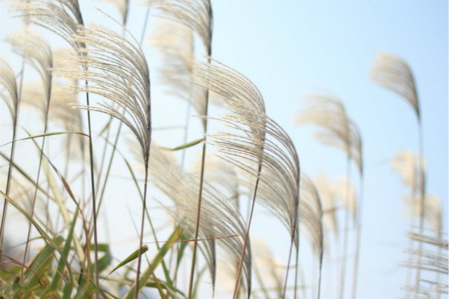 水皱眉，树摇头，草弯腰，云逃走.打一自然现象