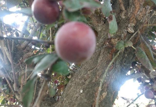 桃养人，杏害人，李子树下埋死人，谁知道这句话的意思？