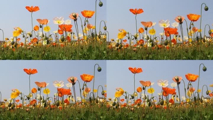 虞美人和冰岛虞美人有什么区别啊