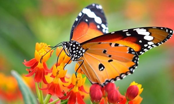 虫子旁的字组词