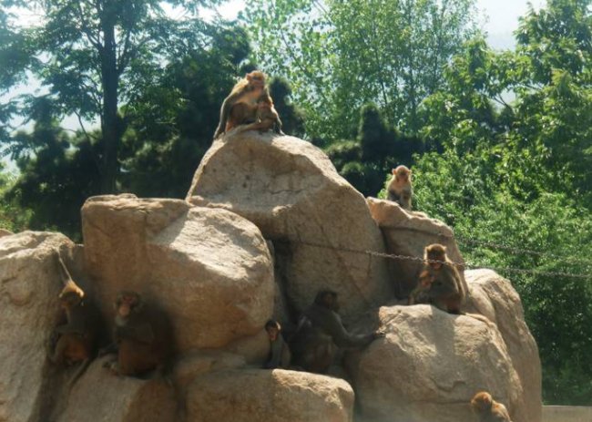 西安动物园有几个