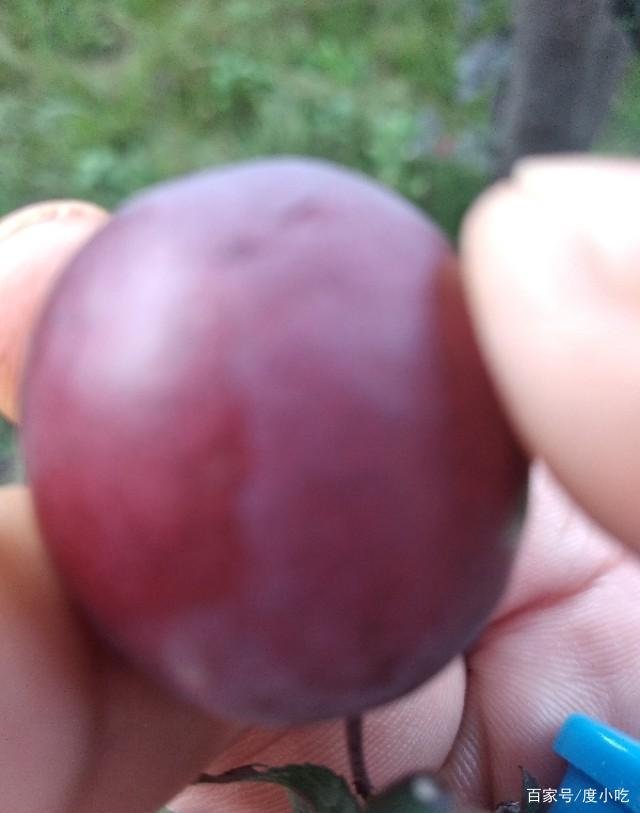 桃养人，杏害人，李子树下埋死人，谁知道这句话的意思？