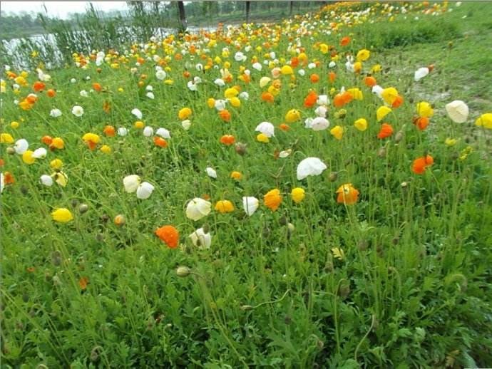 虞美人和冰岛虞美人有什么区别啊