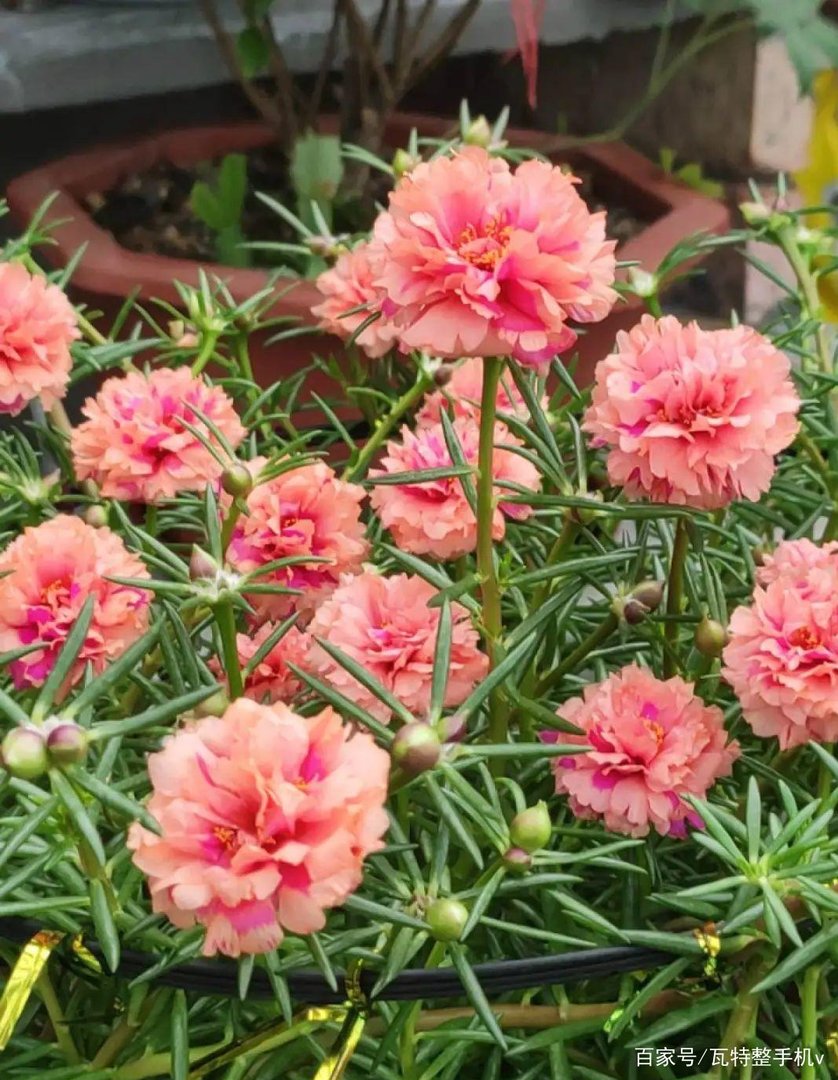 家里养花，什么花比较好养活又好看呢？