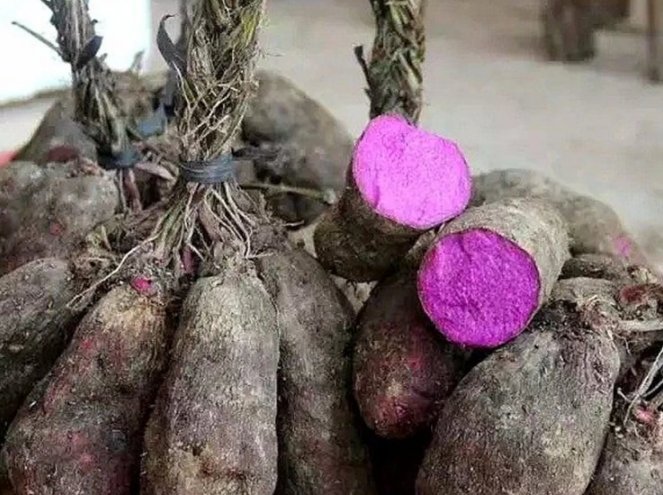 脚板薯什么时候成熟