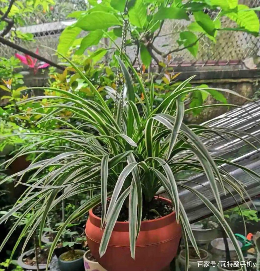 家里养花，什么花比较好养活又好看呢？